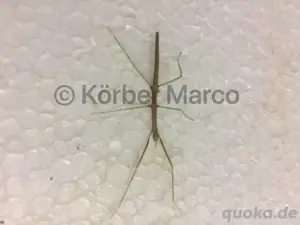 Annam Stabschrecken (Medauroidea extradentata)