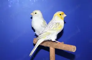 Kanarienvögel 