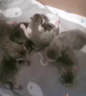 Deckkater BKH  (kein Verkauf !!!)  Bild 8