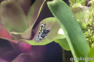 0.0.5 Ranitomeya Variabilis Southern 