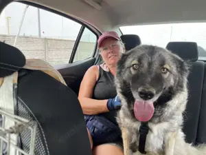 Lupa (geb. 2022) lebensfroh und menschenbezogen wünscht sich eine liebevolle Familie