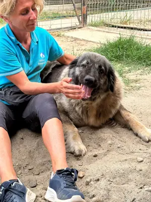 Heidi   sanfte Schönheit mit großem Herz sucht liebevolles Zuhause