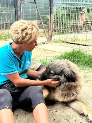 Heidi - sanfte Schönheit mit großem Herz sucht liebevolles Zuhause Bild 8