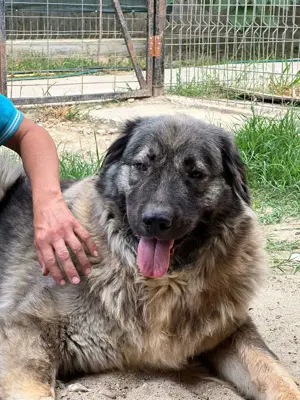 Heidi - sanfte Schönheit mit großem Herz sucht liebevolles Zuhause Bild 9