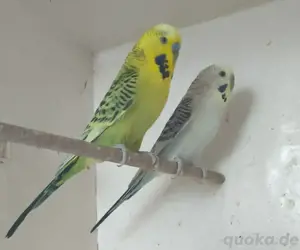  1 ZP  TCB Wellensittiche 