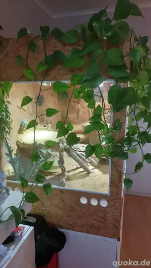 Terrarium - Wüstenterrarium -Holz-Glasterrarium Gesamtgroße 144x110x169 Bild 2