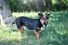 Janosch, PS in Ungarn, verträglich mit Hunden und zu Menschen sehr lieb.