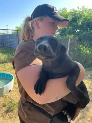 Viktoria , z. Zt. in Ungarn, ist ein typischer Welpe.  Bild 5