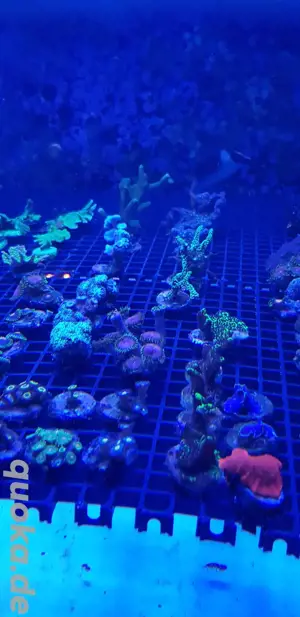 Korallen, Zoas, Montipora, Scheibenanemonen, Euphylia  Bild 3