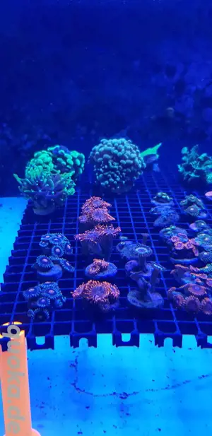 Korallen, Zoas, Montipora, Scheibenanemonen, Euphylia  Bild 2