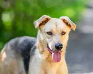 Lee der sonnenschein 