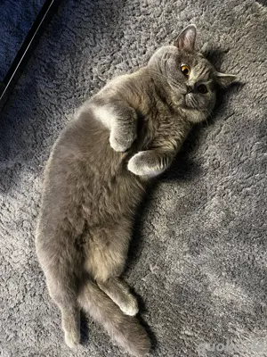 BKH Deckkater - KEIN Verkauf!!! Bild 5