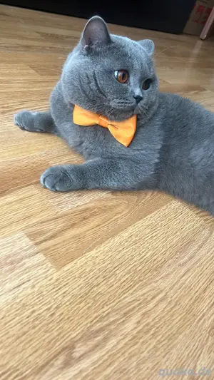 BKH Deckkater - KEIN Verkauf!!! Bild 4