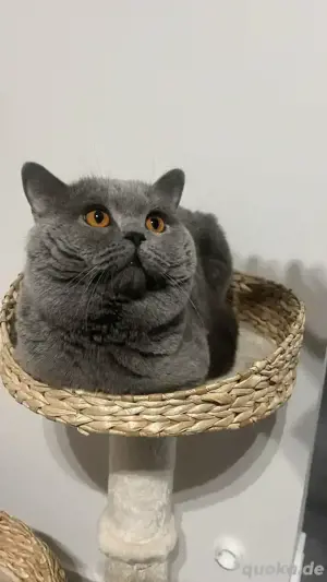 BKH Deckkater - KEIN Verkauf!!! Bild 3