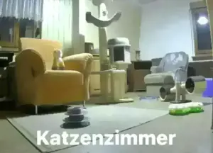 BKH Deckkater BG * B * Stammbaum - Sachsen Bild 10