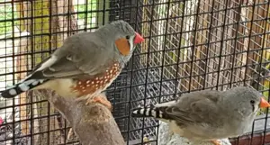 Zebrafinken Natur und gescheckt