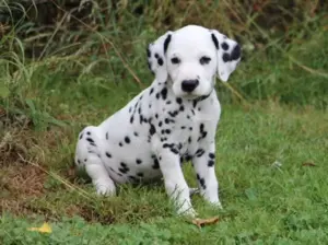 Dalmatiner Welpen aus liebevoller VDH Hobbyzucht am 19.05.geboren suchen ihre Familien