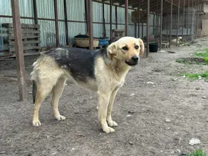 Lotte H ca. 47 cm   mit dem Hundeblick