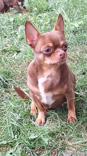 Chihuahua Deckrüde ( Kein Verkauf )