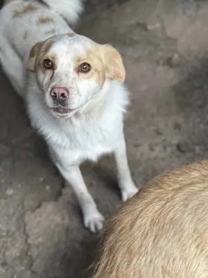Marshell ca. 45 cm   träumt von mehr