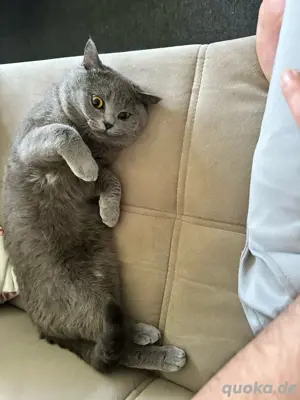 Eine Katze und Kater zum verkafem Bild 7 Eine Katze und Kater zum verkafem Bild 7