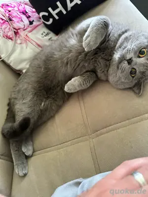 Eine Katze und Kater zum verkafem Bild 9 Eine Katze und Kater zum verkafem Bild 9