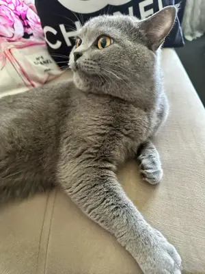 Eine Katze und Kater zum verkafem Bild 2 Eine Katze und Kater zum verkafem Bild 2