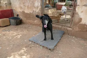 Mischlingshündin Zoe sucht Zuhause