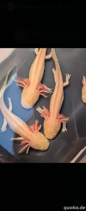 Axolotl Nachwuchs abzugeben  Bild 3
