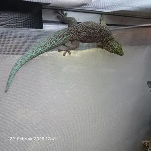 Phelsuma standingi (NZ 2024) Bild 7