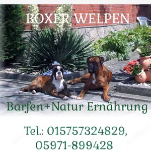Boxer-Welpen: barfen + Natur Ernährung 