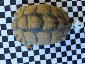 Biete Ägyptische Landschildkröte (Testudo kleinmanni) 2 Männchen