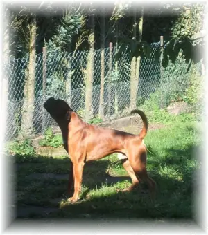 Boxer-Welpen: barfen + Natur Ernährung  Bild 4