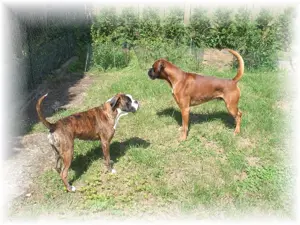 Boxer-Welpen: barfen + Natur Ernährung  Bild 3
