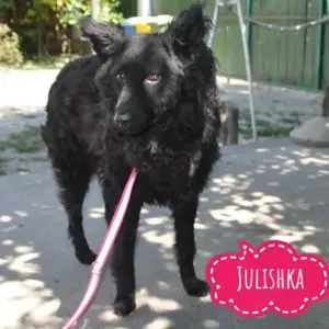 Juliska, bildhübsche Kroatische Schäferhündin