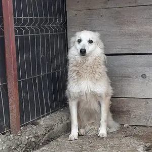 Hündin Josy sucht ihre Menschen