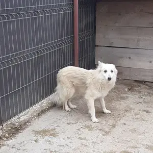 Hündin Josy sucht ihre Menschen Bild 3