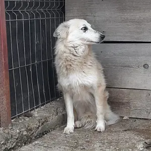 Hündin Josy sucht ihre Menschen Bild 2