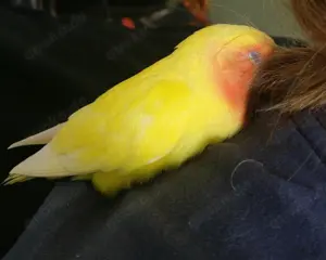 Rosenköpfchen Pärchen Bild 3