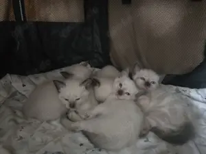 Siam Kitten