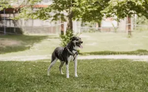 Aleksi hat seine Koffer schon gepackt Bild 3