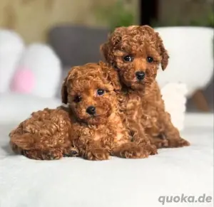 Zwergpudel welpen