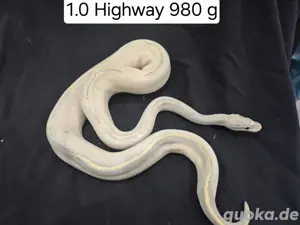 Königspython Bestandsreduzierung