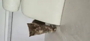 Reinrassige BKH besondere Farben rot zimt tortie