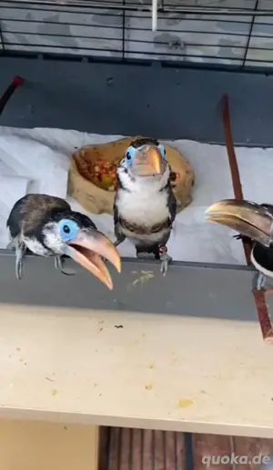 Pteroglossus beauharnaisii