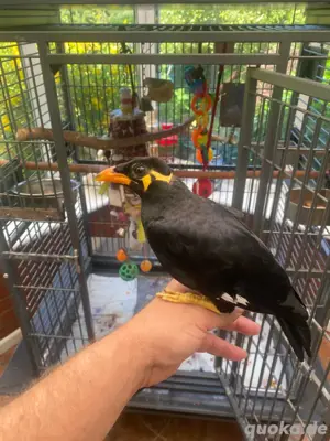 Acridotheres javanicus