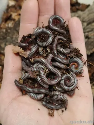 Spirobolus caudulanus Tausendfüßer 