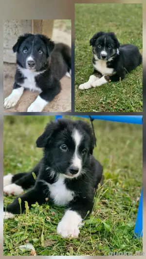 Aussie Border Welpen Rüden Platzierung 