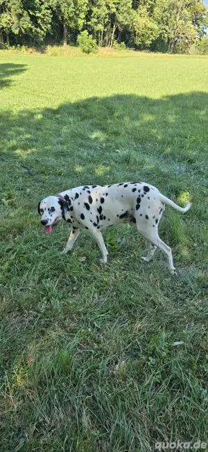 Dalmatiner dekruder  Bild 2