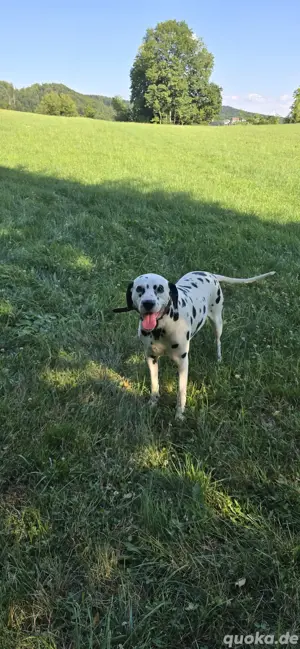 Dalmatiner dekruder 